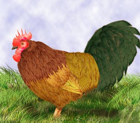 Creation of Rooster: Step 6